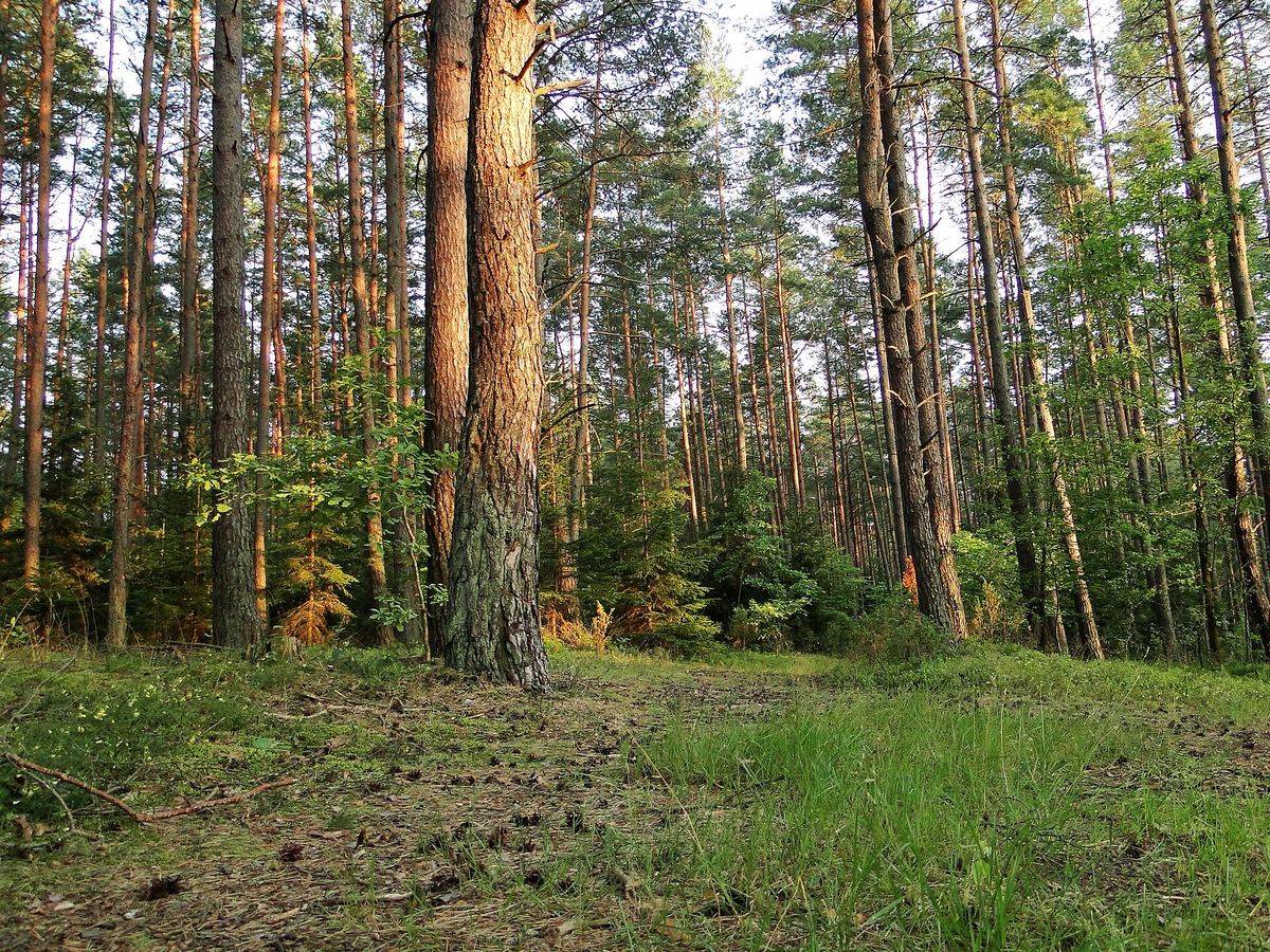 Lichter Kiefernwald mit hohen Stämmen und Gras am Boden
